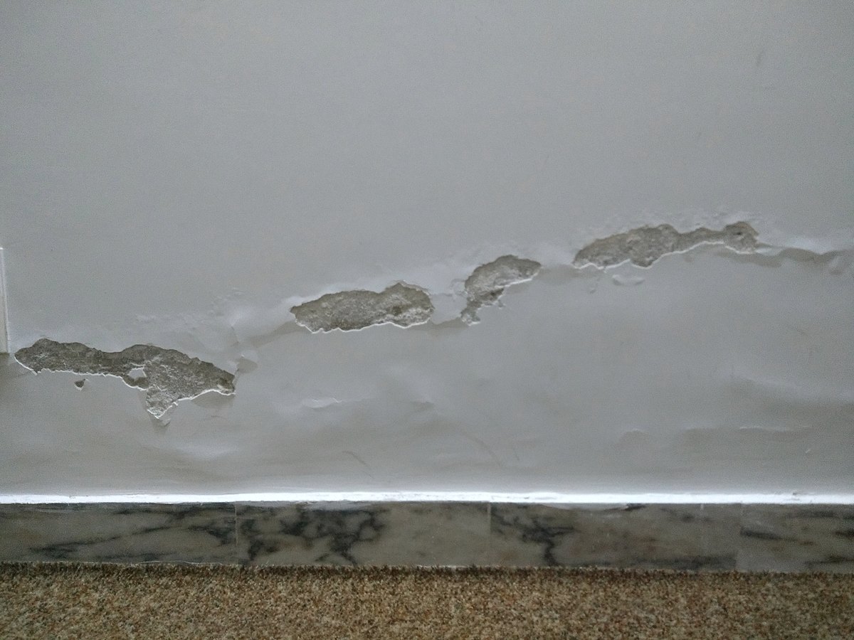 Tabique interior con la pintura levantada y desprendida en una banda horizontal continua por encima del rodapié